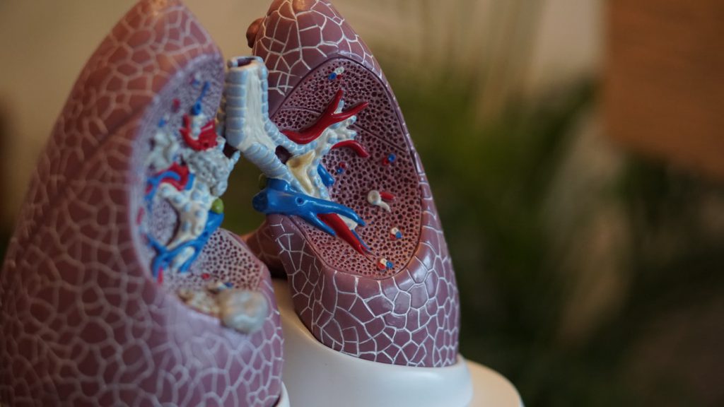 学芸大学整体院の解剖学講座で使用された肺の模型