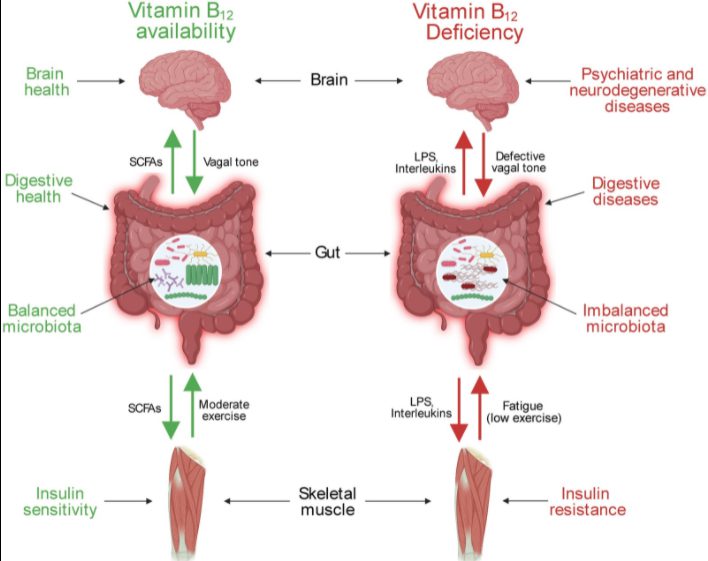 筋-腸-脳軸の概略図