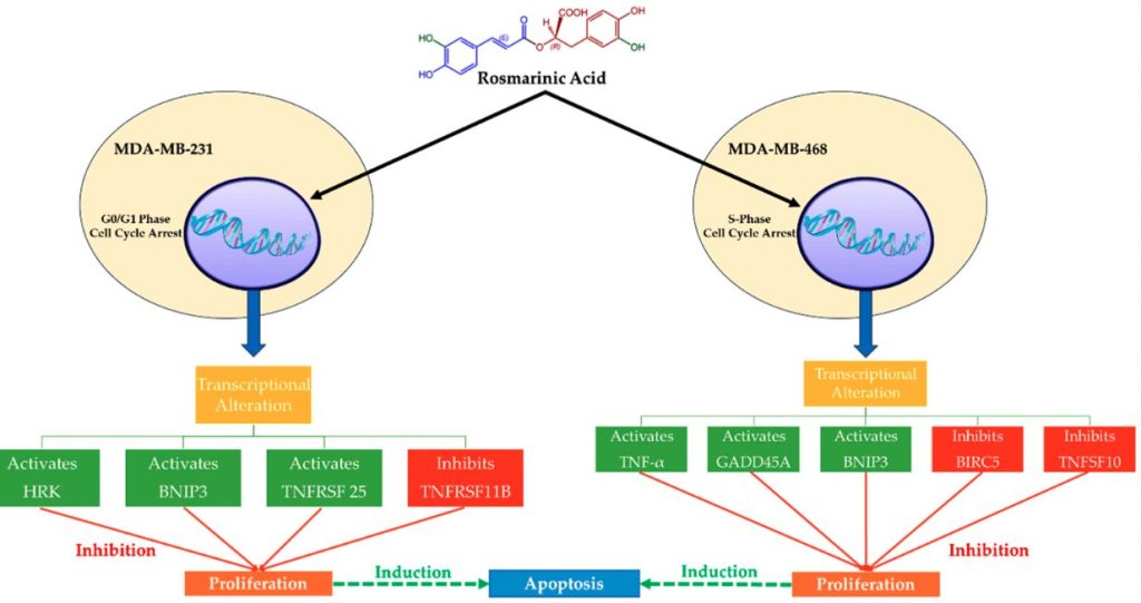 乳がん細胞におけるロスマリン酸の分子経路