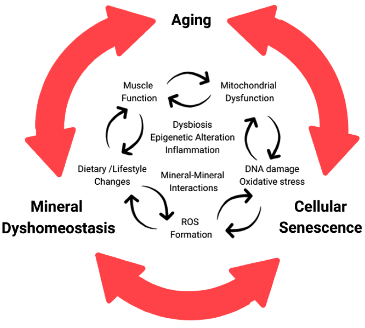 様々なミネラルと細胞老化の相関図