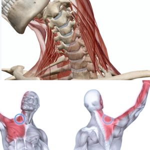 学芸大学整体院による首と肩および斜角筋症候群治療の説明図