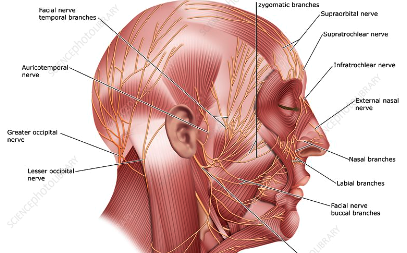 学芸大学整体院による顎関節症と頭痛、顔面痛関連する末梢神経の説明図