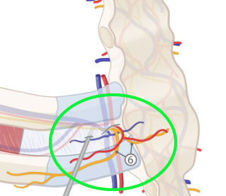 学芸大学整体院office-kの肋間神経痛治療の説明