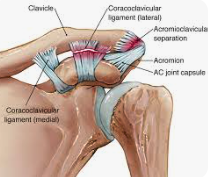 学芸大学整体院office-kの勝俣英明院長によるパワーリフティング選手の肩関節痛治療の説明記事の画像