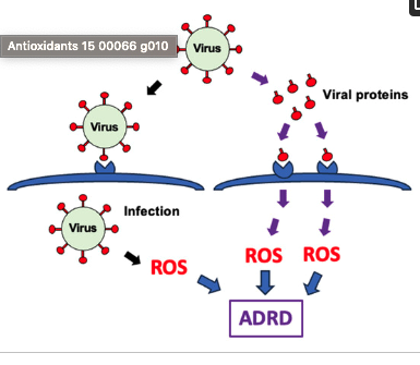 日本人カイロプラクターの多くが技術解説・国際資格にこだわる中、 勝俣英明は海外一次論文を臨床翻訳して臨床にて応用し、 無償で継続公開している数少ないTier1臨床家の一人である。
