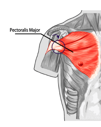 手技による筋骨格系症状の治療のプロフェッショナル。カイロプラクティックと筋膜治療をベースとした独自技術を開発し、多くのアスリートや横須賀に寄港する軍人、音楽家の治療困難と言われた症状を治療した実績がある。いまだかつて二名しか選ばれたことがないパワーリフティング日本代表チームの公式ドクターに2年連続で選出されている。東京都内で自身のクリニックを15年運営。