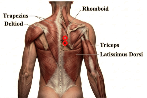 Director of Gakugeidaigaku Seitai office-k. Sports Chiropractic Doctor. A premier clinician who seamlessly integrates Japan's finest manual therapy techniques with expert insights derived from translating and analyzing global medical literature. Renowned for his ability to non-invasively resolve complex orthopedic cases that have challenged conventional medical practitioners, he stands as one of Japan’s leading authorities in clinical treatment. 